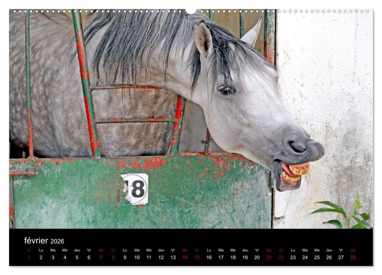Produktbild: Les chevaux du Maroc (Calendrier mural 2026 DIN A2 vertical) calendrier de bureau