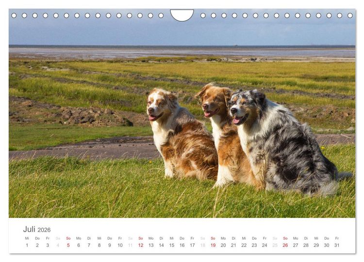 Produktbild: Australian Shepherd 2026 (Wandkalender 2026 DIN A4 quer), CALVENDO Monatskalender