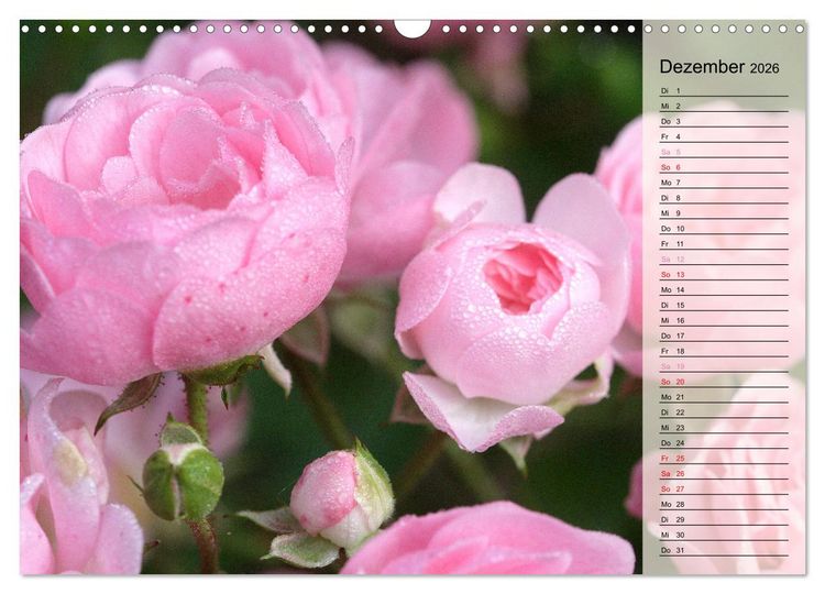 Produktbild: Rosensommer (Wandkalender 2026 DIN A3 quer), CALVENDO Monatskalender