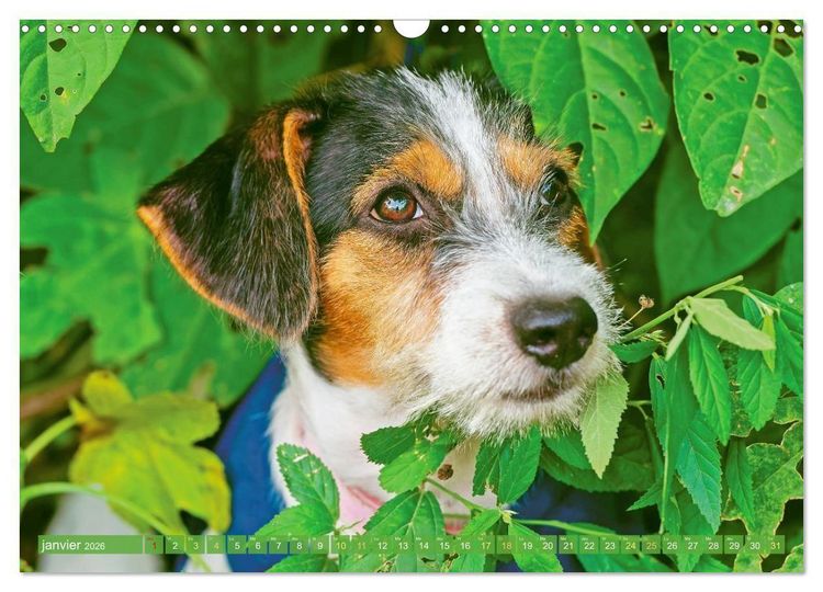 Produktbild: Jack Russell Terrier : vif et joueur (Calendrier mural 2026 DIN A3 vertical), CALVENDO calendrier mensuel