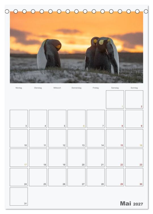 Produktbild: Alltag bei den Pinguinen auf Falkland (Tischkalender 2027 DIN A5 hoch), CALVENDO Monatskalender