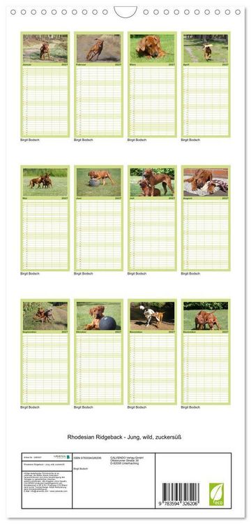 Produktbild: Familienplaner 2027 - Rhodesian Ridgeback - Jung, wild, zuckers&uuml;&szlig; mit 5 Spalten (Wandkalender, 21 x 45 cm) CALVENDO