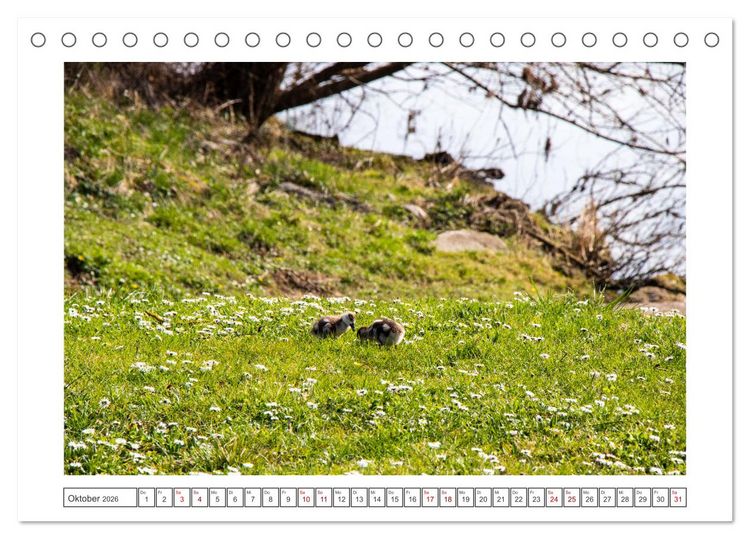 Produktbild: Die Mosel erwacht aus Ihrem Winterschlaf (Tischkalender 2026 DIN A5 quer), CALVENDO Monatskalender