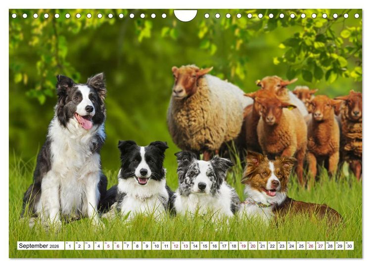 Produktbild: Ohne Hund ist alles nichts - Mit unseren besten Freunden durch das Jahr (Wandkalender 2026 DIN A4 quer), CALVENDO Monatskalender