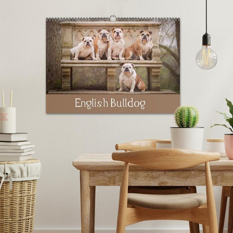 Produktbild: English Bulldog (Wall Calendar 2026 DIN A3 landscape), CALVENDO 12 Month Wall Calendar