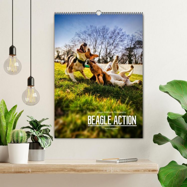 Produktbild: Beagle Action - Wilde Kuscheltiere (Wandkalender 2026 DIN A2 hoch), CALVENDO Monatskalender