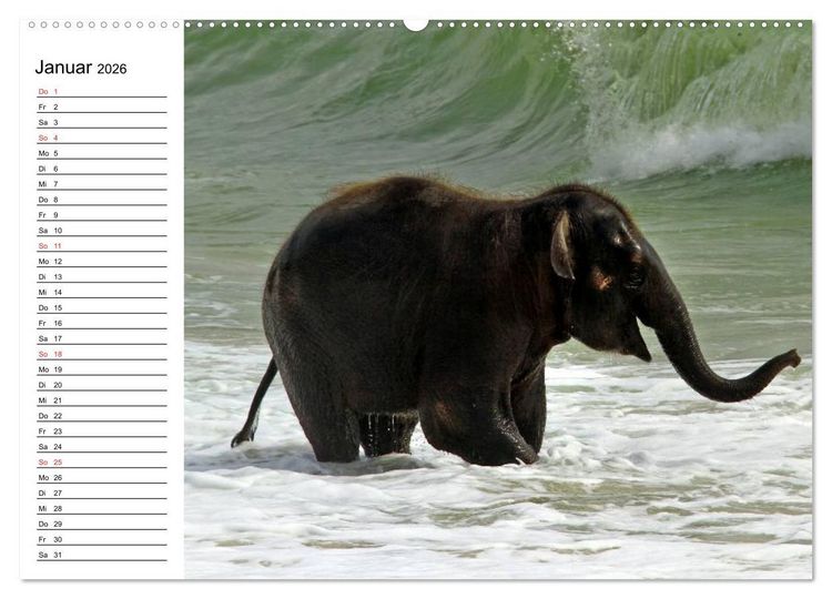Produktbild: Elefanten - Wasserspa&szlig; am Strand (Wandkalender 2026 DIN A2 quer), CALVENDO Monatskalender