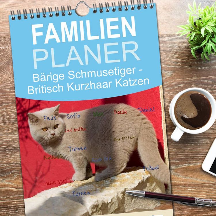 Produktbild: Familienplaner 2026 - B&auml;rige Schmusetiger - Britisch Kurzhaar Katzen mit 5 Spalten (Wandkalender, 21 x 45 cm) CALVENDO