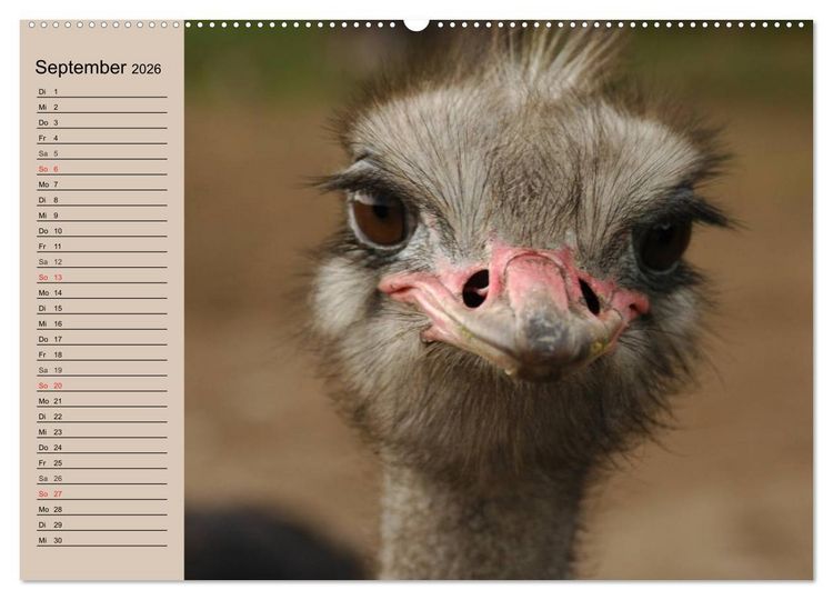 Produktbild: Vogel Strau&szlig;. Imposanter Riese und L&auml;ufer (hochwertiger Premium Wandkalender 2026 DIN A2 quer), Kunstdruck in Hochglanz