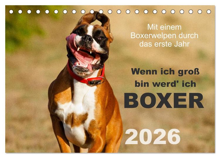 Produktbild: Wenn ich gro&szlig; bin werd' ich Boxer (Tischkalender 2026 DIN A5 quer), CALVENDO Monatskalender