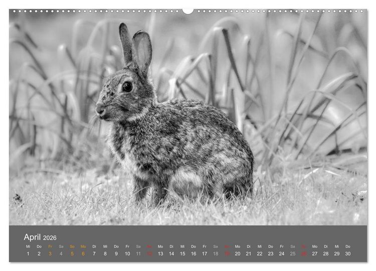 Produktbild: Tierische Augenblicke in Schwarz-Wei&szlig; (hochwertiger Premium Wandkalender 2026 DIN A2 quer), Kunstdruck in Hochglanz