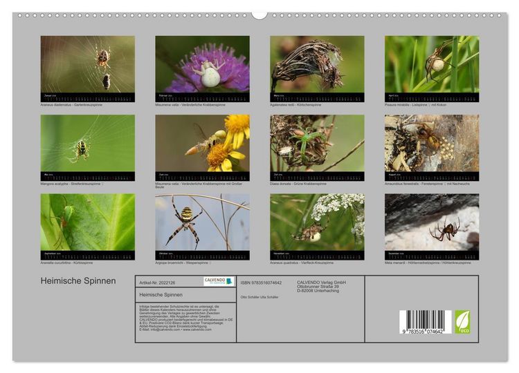 Produktbild: Heimische Spinnen (hochwertiger Premium Wandkalender 2026 DIN A2 quer), Kunstdruck in Hochglanz