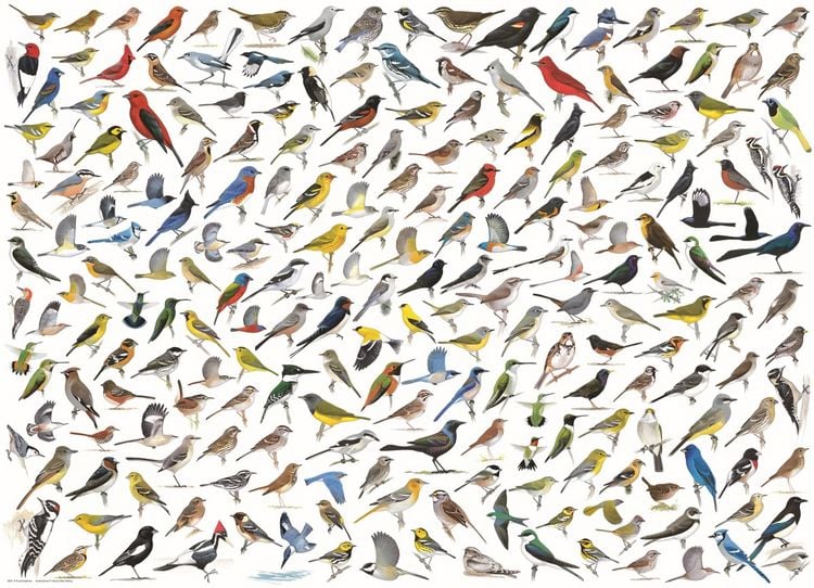 Produktbild: The World of Birds by David Sibley