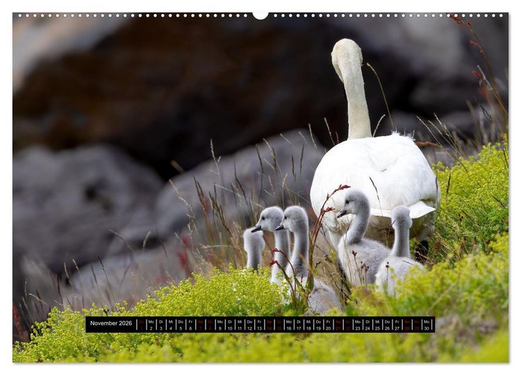 Produktbild: V&ouml;gel auf Island (Wandkalender 2026 DIN A2 quer), CALVENDO Monatskalender