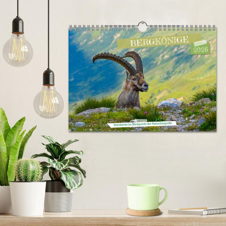 Produktbild: Bergk&ouml;nige - Steinb&ouml;cke im Blickpunkt der Naturforografie (Wandkalender 2026 DIN A4 quer), CALVENDO Monatskalender
