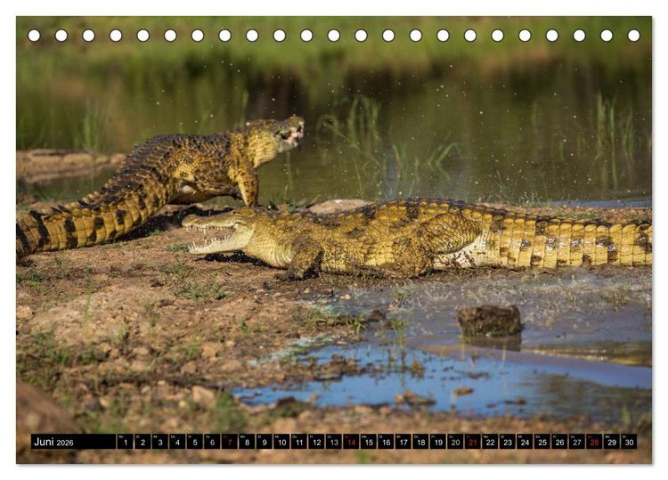 Produktbild: Afrikas wilde Tiere (Tischkalender 2026 DIN A5 quer), CALVENDO Monatskalender