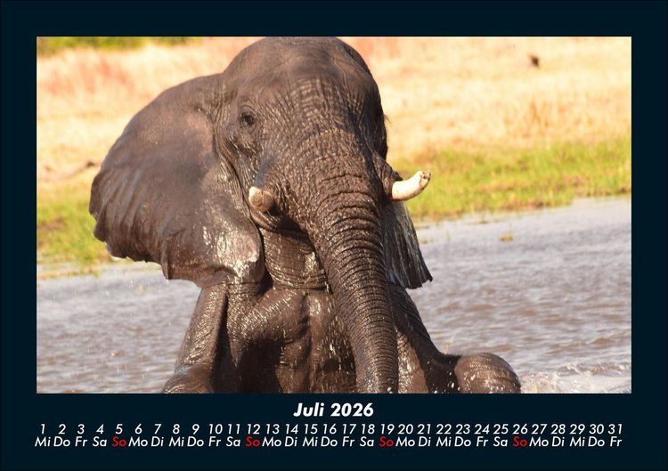 Produktbild: Der Elefantenkalender 2026 Fotokalender DIN A5