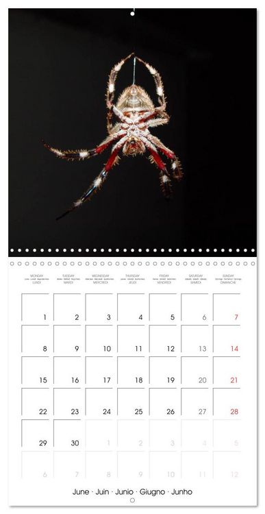 Produktbild: Spiders and Tarantulas (Wall Calendar 2026 12 &times; 12 Inch) CALVENDO 12 Month Wall Calendar