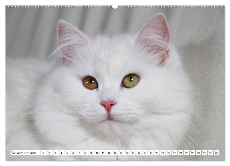 Produktbild: Die Perserkatze - Farbschlag Wei&szlig; (hochwertiger Premium Wandkalender 2026 DIN A2 quer), Kunstdruck in Hochglanz