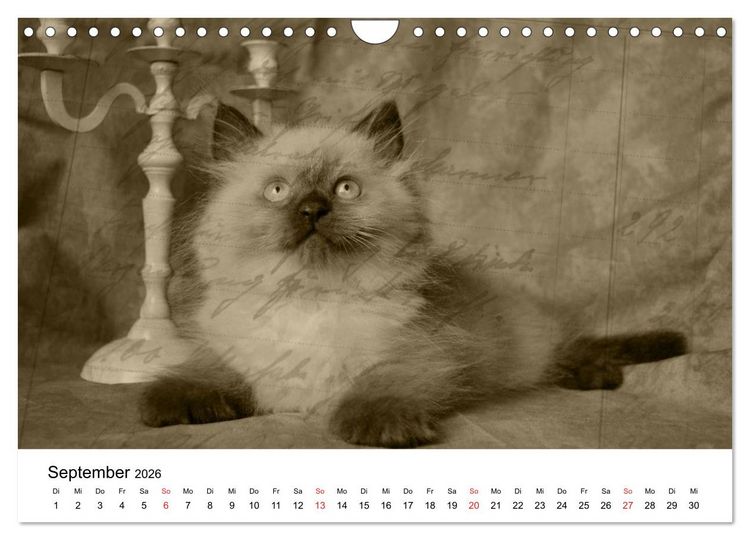 Produktbild: Oma's Katzenkalender 2026 (Wandkalender 2026 DIN A4 quer), CALVENDO Monatskalender
