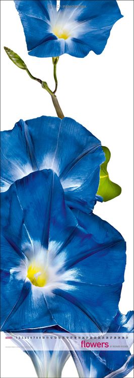 Produktbild: Flowers