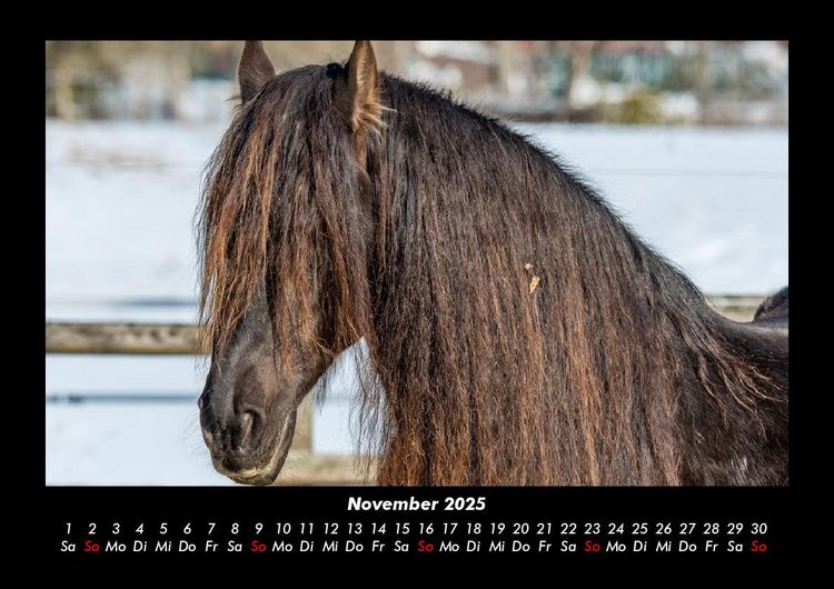Produktbild: Pferdegefl&uuml;ster 2025 Fotokalender DIN A3