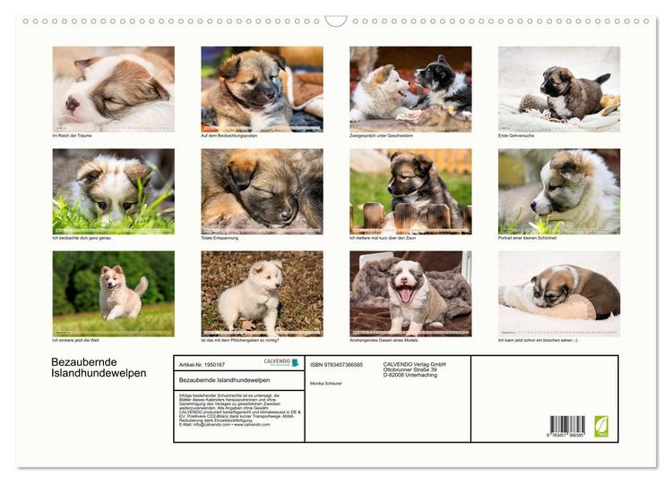 Produktbild: Bezaubernde Islandhundewelpen (Wandkalender 2026 DIN A2 quer), CALVENDO Monatskalender
