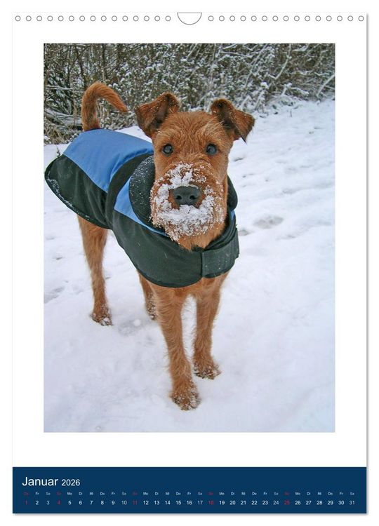 Produktbild: Kelly - Ein Irish Terrier macht Urlaub (Wandkalender 2026 DIN A3 hoch), CALVENDO Monatskalender