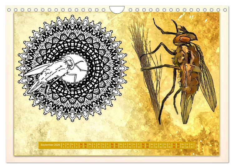 Produktbild: Mandalas 2026 - Beruhigende Momente (Wandkalender 2026 DIN A4 quer), CALVENDO Monatskalender