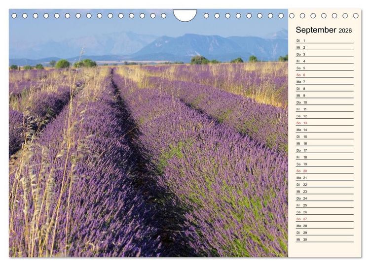Produktbild: Lavendel (Wandkalender 2026 DIN A4 quer), CALVENDO Monatskalender