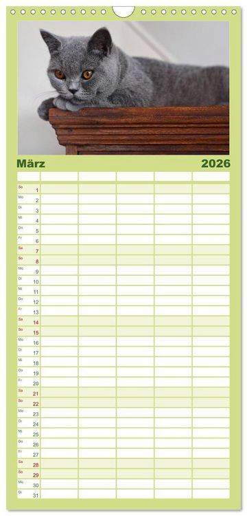 Produktbild: Familienplaner 2026 - B&auml;rige Schmusetiger - Britisch Kurzhaar mit 5 Spalten (Wandkalender, 21 x 45 cm) CALVENDO