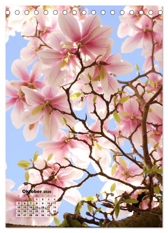 Produktbild: Magnolien Ein Fr&uuml;hlingstraum (Tischkalender 2026 DIN A5 hoch), CALVENDO Monatskalender