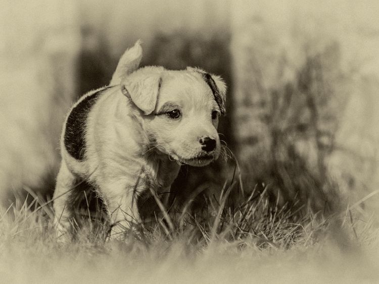 Produktbild: Ein Motiv aus dem Kalender Parson Jack Russel Welpen (Puzzle)
