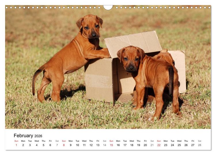 Produktbild: Rhodesian Ridgeback Puppies (Wall Calendar 2026 DIN A3 landscape), CALVENDO 12 Month Wall Calendar