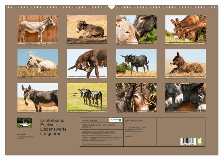 Produktbild: Kunterbunte Eselwelt - Liebenswerte Langohren (Wandkalender 2026 DIN A2 quer), CALVENDO Monatskalender