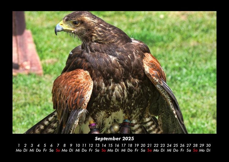Produktbild: Welt der V&ouml;gel 2025 Fotokalender DIN A3