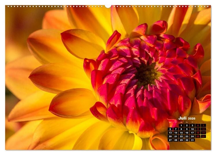 Produktbild: Im Herzen der Dahlie (hochwertiger Premium Wandkalender 2026 DIN A2 quer), Kunstdruck in Hochglanz