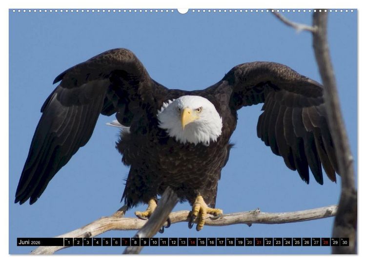 Produktbild: Wei&szlig;kopfseeadler. Symbol der Freiheit (hochwertiger Premium Wandkalender 2026 DIN A2 quer), Kunstdruck in Hochglanz