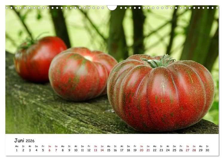 Produktbild: Tomaten Satt (Wandkalender 2026 DIN A3 quer), CALVENDO Monatskalender