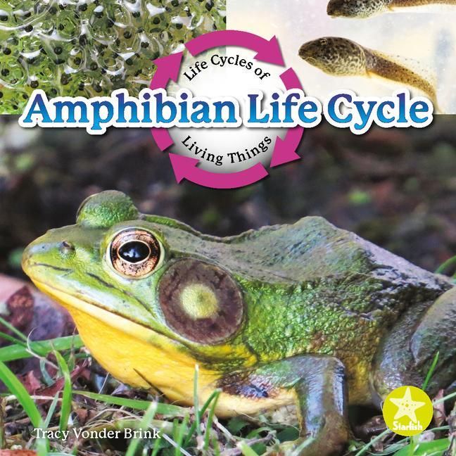 Produktbild: Amphibian Life Cycle