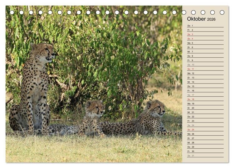 Produktbild: Geparden - Ein Leben in Afrika (Tischkalender 2026 DIN A5 quer), CALVENDO Monatskalender