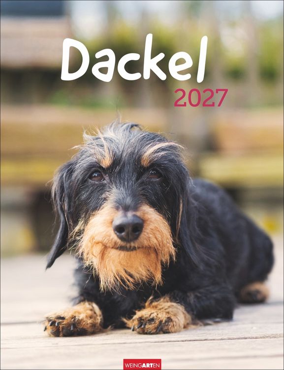 Produktbild: Dackel Kalender 2027