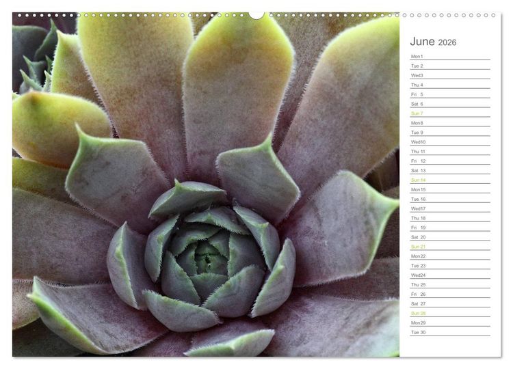 Produktbild: Sempervivum Fascinating Succulents (High Quality Premium Wall Calendar 2026 DIN A2 landscape),CALVENDO 12 Month Wall Calendar
