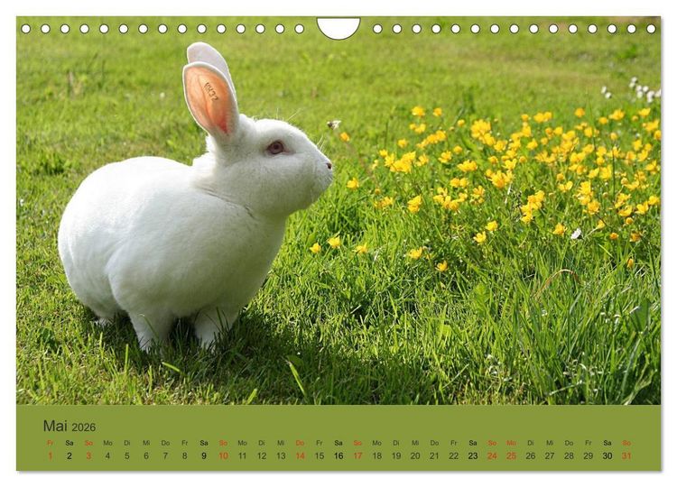 Produktbild: Rex - Kaninchen (Wandkalender 2026 DIN A4 quer), CALVENDO Monatskalender