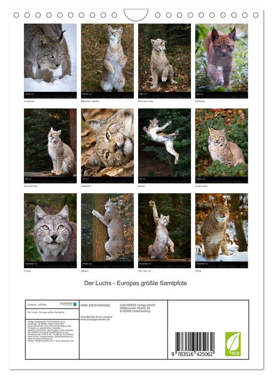 Produktbild: Der Luchs - Europas gr&ouml;&szlig;te Samtpfote (Wandkalender 2026 DIN A4 hoch), CALVENDO Monatskalender