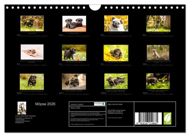 Produktbild: M&ouml;pse 2026 (Wandkalender 2026 DIN A4 quer), CALVENDO Monatskalender