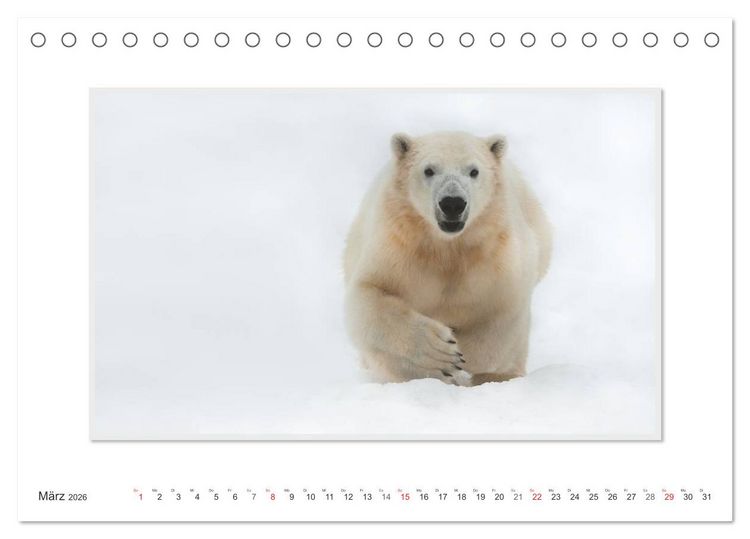 Produktbild: Emotionale Momente: Der Eisb&auml;r. (Tischkalender 2026 DIN A5 quer), CALVENDO Monatskalender
