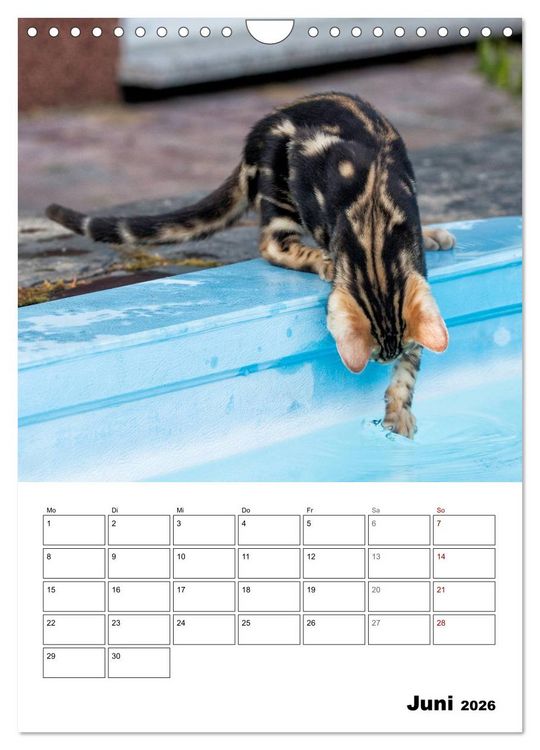 Produktbild: Bengalen - verschmust und abenteuerlustig (Wandkalender 2026 DIN A4 hoch), CALVENDO Monatskalender