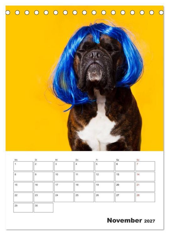 Produktbild: colorful world of boxer 2027 (Tischkalender 2027 DIN A5 hoch), CALVENDO Monatskalender