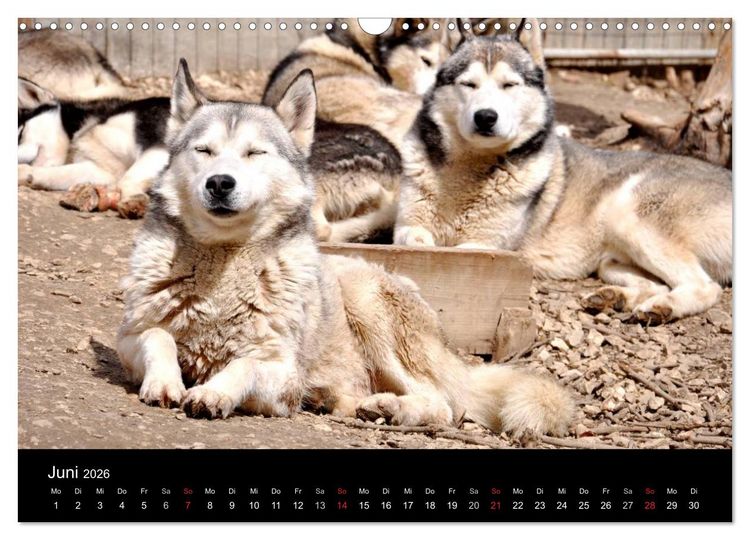 Produktbild: Sibirische Huskys aus Deutschland (Wandkalender 2026 DIN A3 quer), CALVENDO Monatskalender